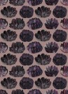Rosa thumbnail