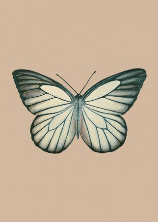 Delias Baracasa
