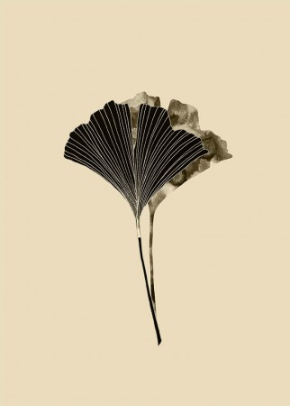 Ginkgo Biloba Blader Sepia