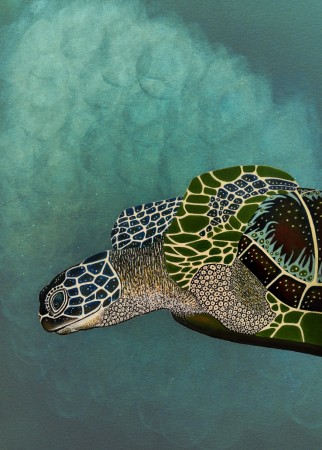 Chelonia Mydas